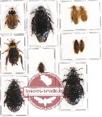 Scientific lot no. 69 Blattodea (10 pcs A, A-, A2)
