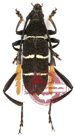 Euryarthrum kalimantanense Yoshitake et Niisato, 2009