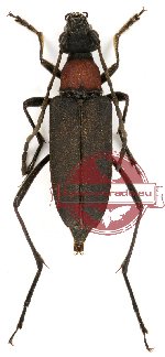 Anastrangalia dissimilis