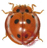 Coccinelidae sp. 3 (8 pcs)