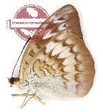 Tanaecia palguna stygiana (A-)