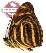 Tacola eulimene eulimene