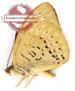 Tanaecia aruna ssp. (A-)