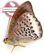 Tanaecia elone meridionalis (A-)