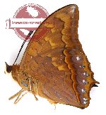 Charaxes affinis spadix (A2)