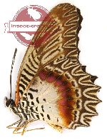 Cethosia myrina melancholica  (A-)