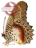 Cethosia myrina melancholica (A2)