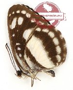 Pantoporia venilia godelewa (A-)