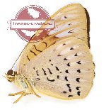 Tanaecia pelea vordermani (A2)