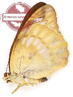 Cynitia cocytina samudaya