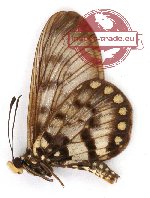 Acraea andromacha andromacha