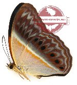 Cirrochroa regina ducalis