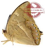 Charaxes nitebis sulaensis (A2)