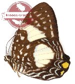 Prothoe australis hewitsoni (A2)