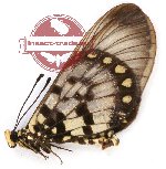 Acraea andromacha indica