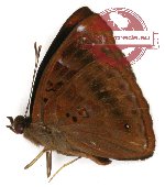 Rohana parisatis sumatrensis (A-)
