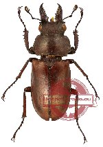 Prismognathus siniaevi