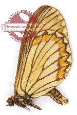 Acraea issoria malleolus (A-)