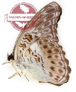 Moduza lycone obatratus