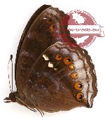 Junonia hedpnia hedonia