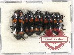 Scientific lot no. 140 Erotylidae (5 pcs)