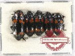 Scientific lot no. 140 Erotylidae (5 pcs)