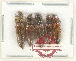 Scientific lot no. 141 Elateridae (5 pcs)