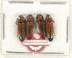 Scientific lot no. 140 Elateridae (4 pcs)