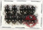 Scientific lot no. 358 Tenebrionidae (10 pcs)