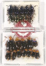 Scientific lot no. 436 Chrysomelidae (22 pcs)