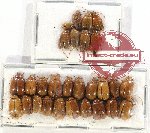 Scientific lot no. 437 Chrysomelidae (28 pcs)