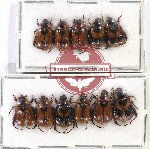 Scientific lot no. 257 Rutelinae (11 pcs)