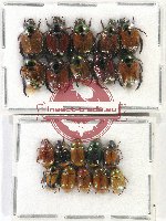 Scientific lot no. 262 Rutelinae (20 pcs)