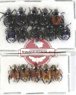 Scientific lot no. 263 Rutelinae (15 pcs)