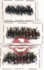 Scientific lot no. 256 Rutelinae (15 pcs)