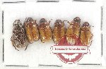 Scientific lot no. 251 Rutelinae (6 pcs)