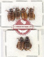 Scientific lot no. 250 Rutelinae (6 pcs)