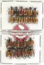 Scientific lot no. 261 Rutelinae (20 pcs)