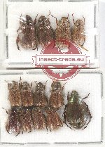 Scientific lot no. 253 Rutelinae (13 pcs)