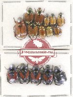 Scientific lot no. 260 Rutelinae (15 pcs)