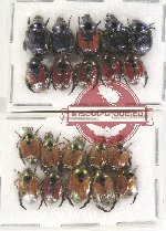 Scientific lot no. 258 Rutelinae (20 pcs)