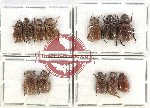 Scientific lot no. 254 Rutelinae (12 pcs)