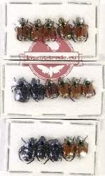 Scientific lot no. 259 Rutelinae (16 pcs)