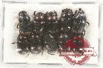 Scientific lot no. 668 Coprophaga (10 pcs)