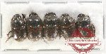 Scientific lot no. 663 Coprophaga (5 pcs)