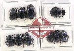 Scientific lot no. 664 Coprophaga (10 pcs)