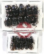 Scientific lot no. 666 Coprophaga (20 pcs)