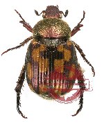 Rutelinae sp. 10