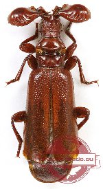 Paussidae sp. 8