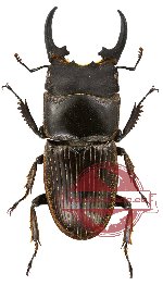 Aegus riedeli